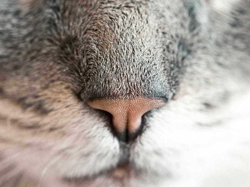 AI Content Generator